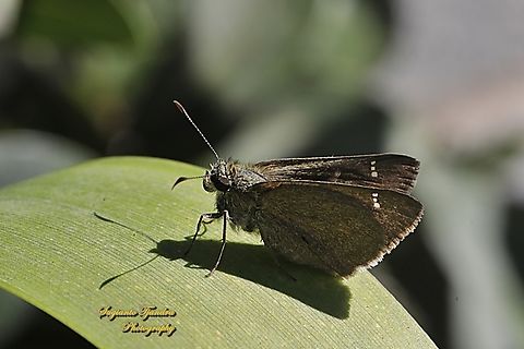 Large dingy skipper butterfly, Toxidia peron, family Hesperida - female  Australia,Fall,Geotagged,Large dingy skipper,Toxidia peron