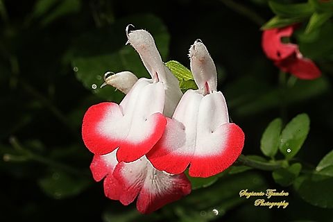 The Baby Sage flowers, Salvia microphylla  Australia,Baby sage,Fall,Geotagged,Salvia microphylla