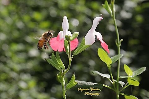 Western Honey bee, Apis mellifera "looking for nectar on the Baby Sage flowers, Salvia microphylla"  Apis mellifera,Australia,Fall,Geotagged,Western honey bee