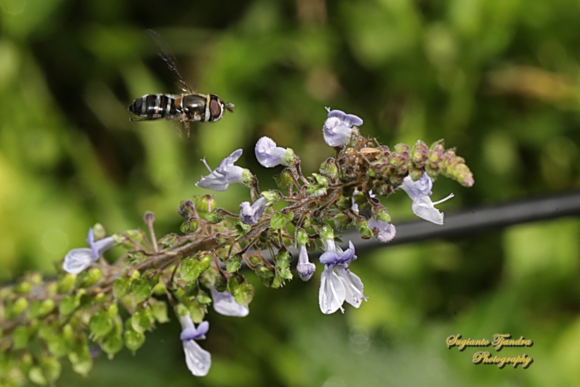 Eumerus peltatus, family Syriphidae  Australia,Eumerus peltatus,Fall,Geotagged