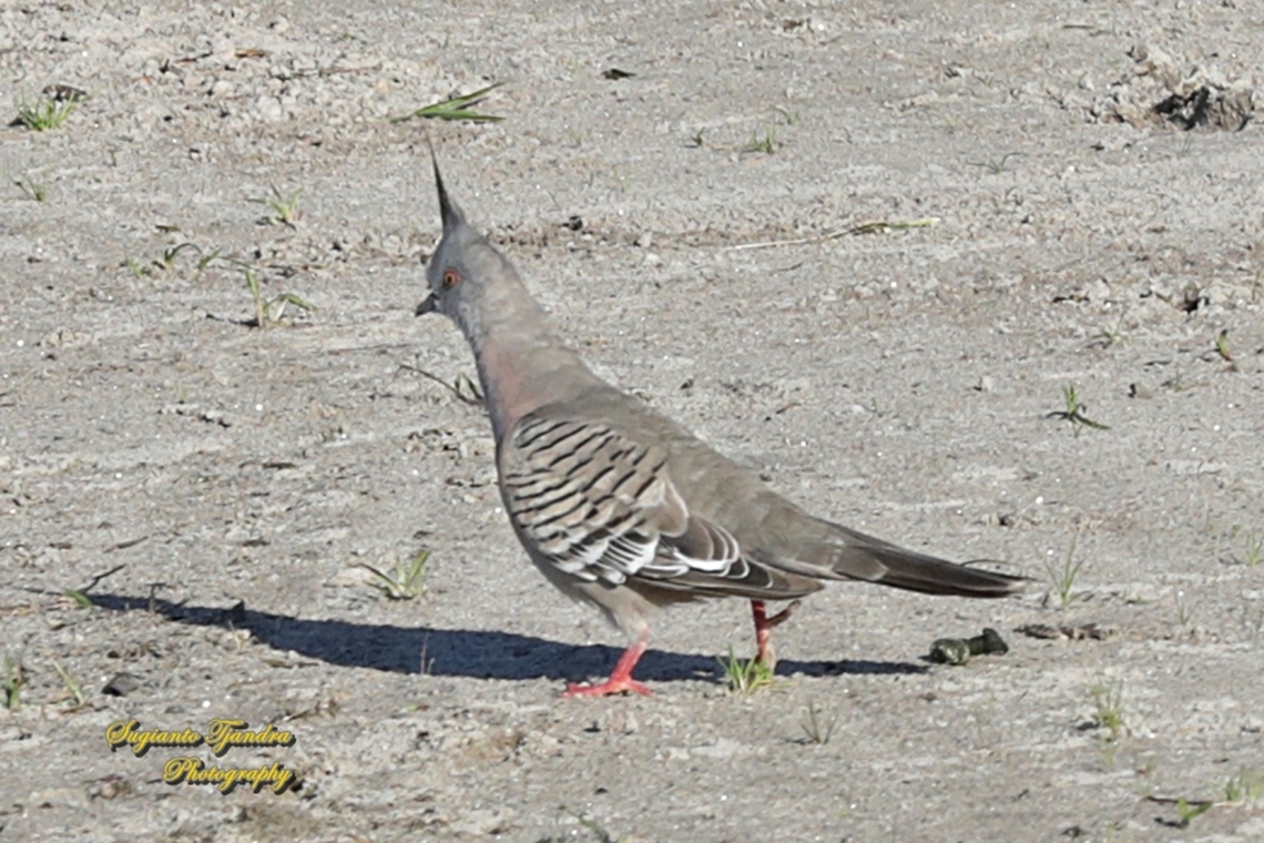 Crested Pigeon, Ocyphaps lophotes  Australia,Crested pigeon,Fall,Geotagged,Ocyphaps lophotes