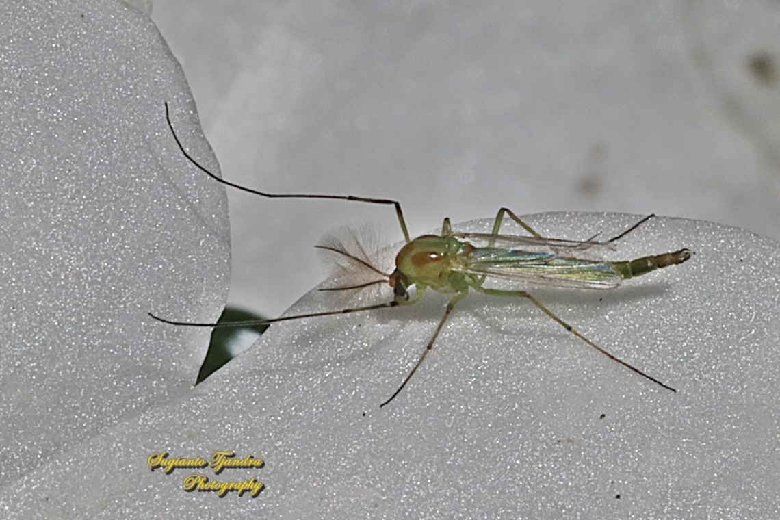 Green Midge, Chironomus Sp., family Chirnomidae  Australia,Fall,Geotagged