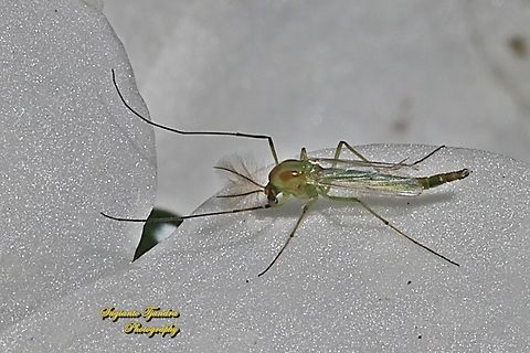 Green Midge, Chironomus Sp., family Chirnomidae  Australia,Fall,Geotagged