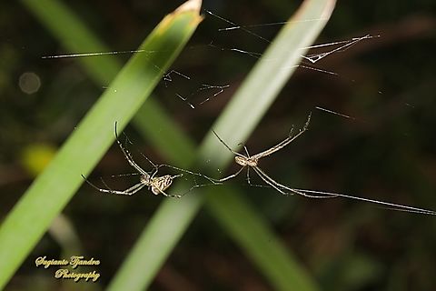 The humped silver orb spider, Leucauge dromedaria, family Tetragnathidae  Australia,Fall,Geotagged,Humped silver orb spider,Leucauge dromedaria