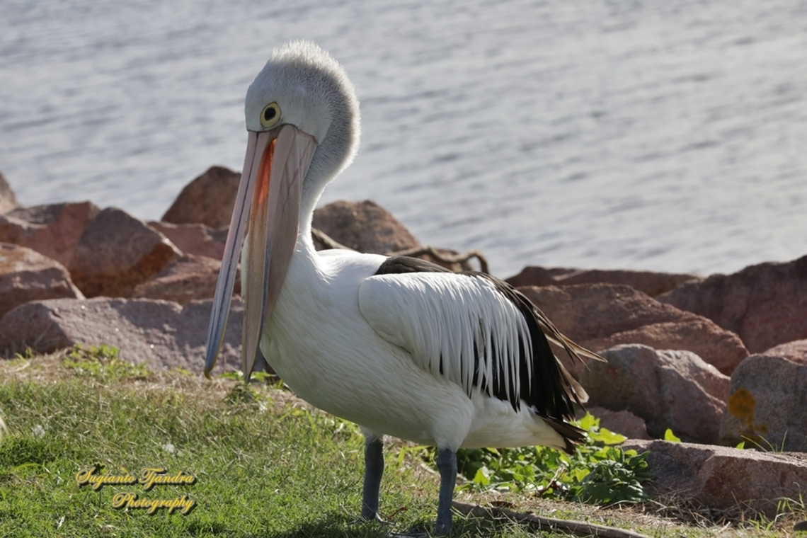 Pelicans, family Pelecanidae  Australia,Australian Pelican,Fall,Geotagged,Pelecanus conspicillatus