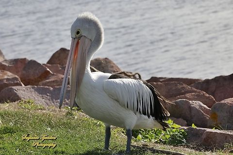 Pelicans, family Pelecanidae  Australia,Australian Pelican,Fall,Geotagged,Pelecanus conspicillatus
