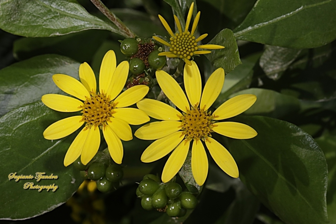 Bietou bush flowers, Osteospermum moniliferum (Chrysanthemoides monilifera), family Asteraceae  Australia,Bietou,Fall,Geotagged,Osteospermum moniliferum
