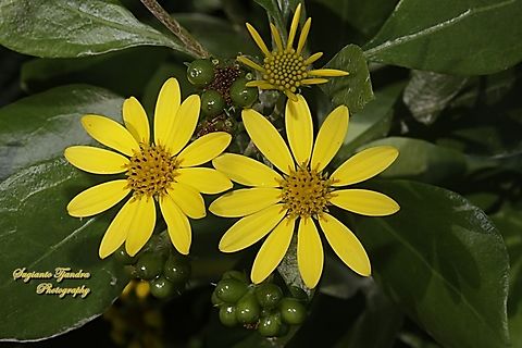 Bietou bush flowers, Osteospermum moniliferum (Chrysanthemoides monilifera), family Asteraceae  Australia,Bietou,Fall,Geotagged,Osteospermum moniliferum