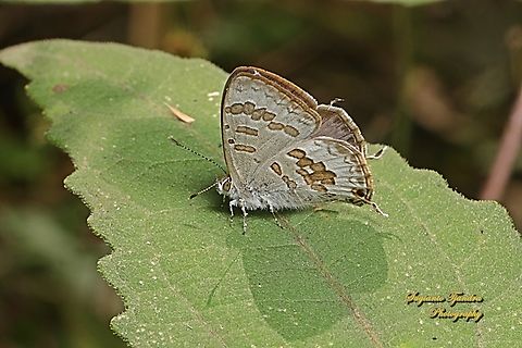 The speckled line blue, Catopyrops florinda estrella, family Lycaenidae - underside  Australia,Catopyrops florinda,Fall,Geotagged,Speckled Line-Blue,Spring