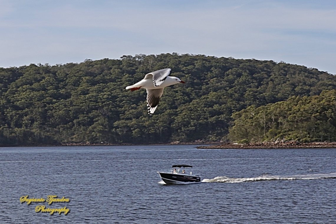 Silver Gull, Chroicocephalus novaehollandiae "flying home"  Australia,Chroicocephalus novaehollandiae,Fall,Geotagged,Silver gull