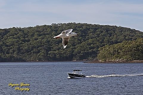 Silver Gull, Chroicocephalus novaehollandiae "flying home"  Australia,Chroicocephalus novaehollandiae,Fall,Geotagged,Silver gull