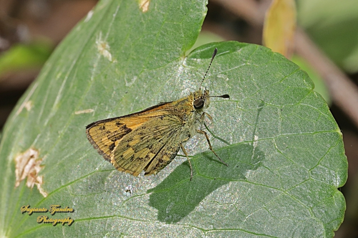 Skipper butterfly, Yellow-banded dart, Ocybadistes walkeri sothis - lowerside  Australia,Fall,Geotagged,Greenish grass-dart,Ocybadistes walkeri