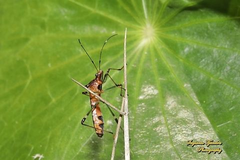 Colourful Board-headed Bug, Noliphus erythrocephalus, subfamily Micrelytrinae, tribe Leptocorisin, family Alydidae  Australia,Colorful Broad-headed Bug,Fall,Geotagged,Noliphus erythrocephalus
