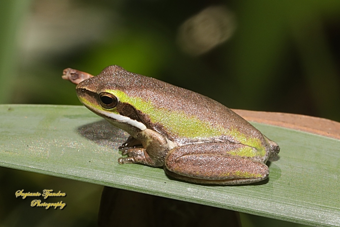 Eastern dwarf tree frog, Litoria fallax, family Pelodryadidae  Australia,Eastern dwarf tree frog,Fall,Geotagged,Litoria fallax