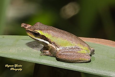 Eastern dwarf tree frog, Litoria fallax, family Pelodryadidae  Australia,Eastern dwarf tree frog,Fall,Geotagged,Litoria fallax