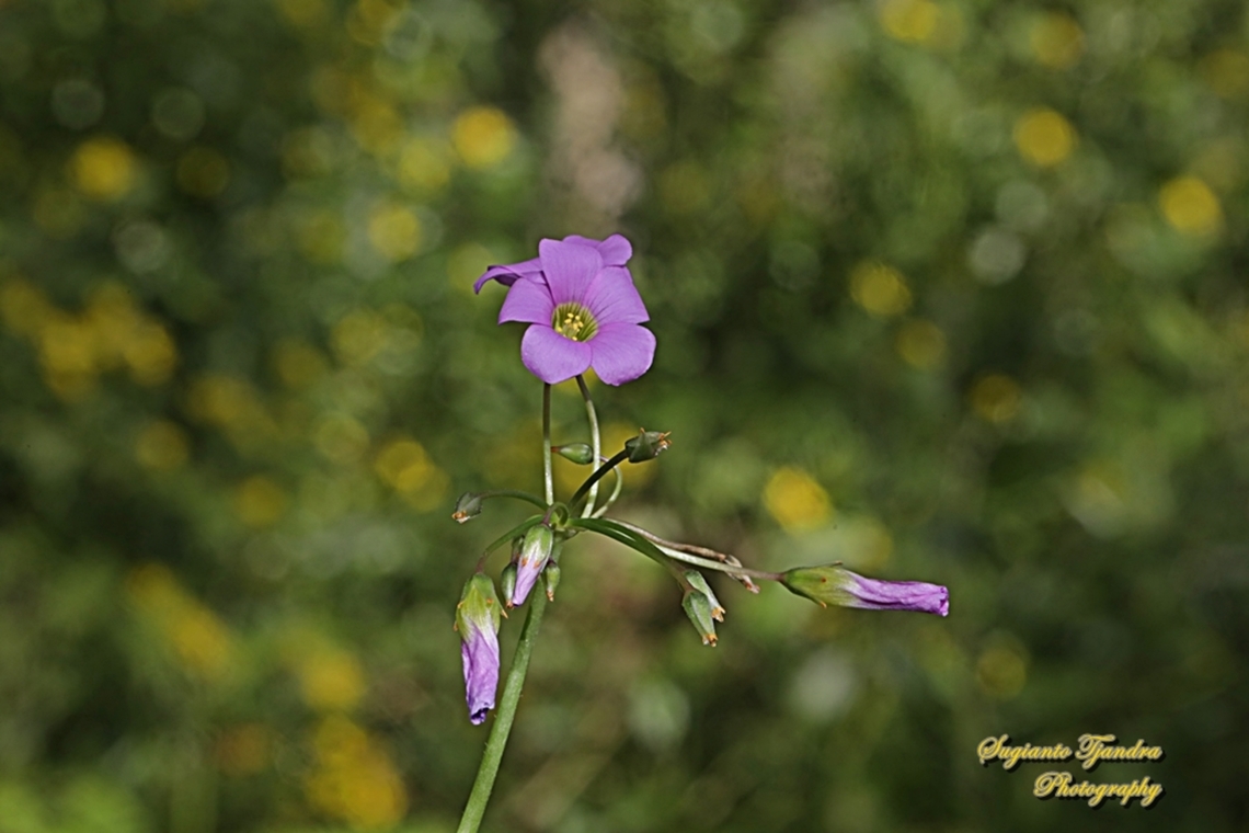 Garden Pink-sorrel, Oxalis latifolia, family Oxalidaceae  Australia,Fall,Garden pink-sorrel,Geotagged,Oxalis latifolia