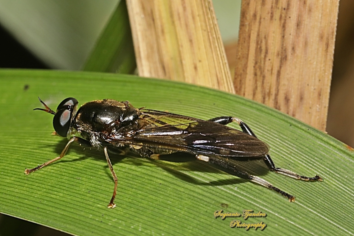 Garden Soldier Fly, Exaireta spinigera, family Stratiomyidae  Australia,Exaireta spinigera,Fall,Garden soldier fly,Geotagged