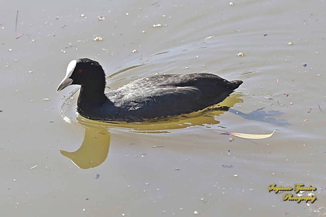 Australian  coot, Fulica atra  Australia,Eurasian coot,Fall,Fulica atra,Geotagged