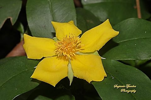 Snake vine, Hibbertia scandens  Australia,Fall,Geotagged,Hibbertia scandens