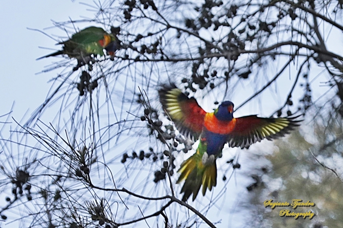 Rainbow Lorikeet, Trichoglossus moluccanus, family Psittaculidae  Australia,Fall,Geotagged,Rainbow lorikeet,Trichoglossus moluccanus
