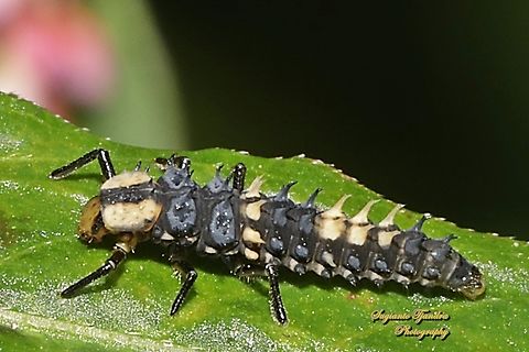 Ladybird Larva, Tortoise-shelled Ladybird Harmonia testudinaria, family Coccinellidae  Australia,Fall,Geotagged,Harmonia testudinaria,Tortoise-shelled ladybird