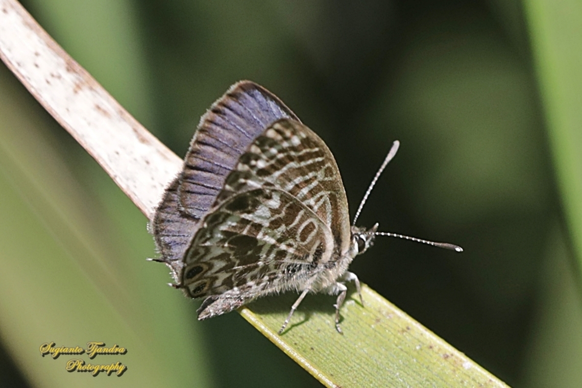 Zebra Blue, Leptotes plinius, family Lycaenidae - lowerside  Australia,Fall,Geotagged,Tarucus plinius,Zebra Blue
