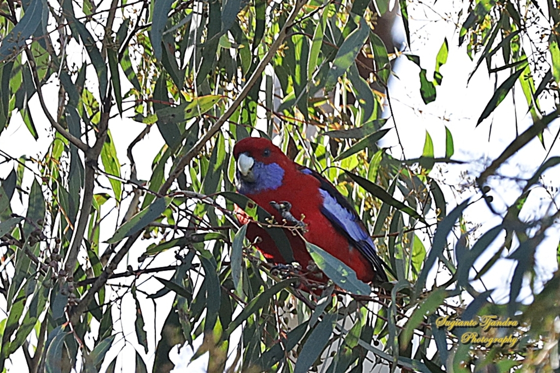 Crimson Rosella, Platycercus elegans  Australia,Crimson rosella,Fall,Geotagged,Platycercus elegans
