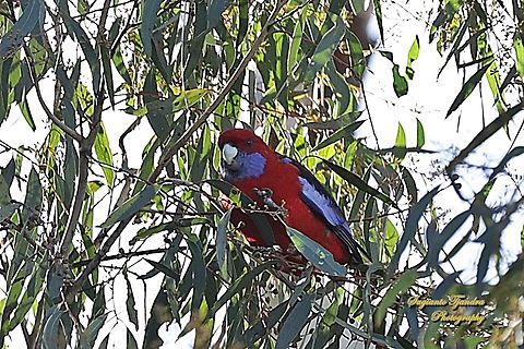 Crimson Rosella, Platycercus elegans  Australia,Crimson rosella,Fall,Geotagged,Platycercus elegans