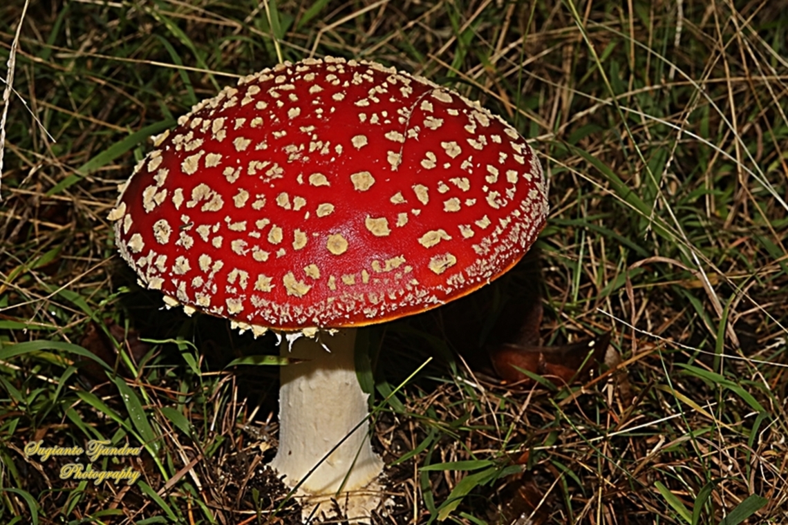 Fly Agaric, Amanita muscaria  Amanita muscaria,Australia,Fall,Fly agaric,Geotagged