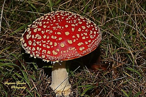 Fly Agaric, Amanita muscaria  Amanita muscaria,Australia,Fall,Fly agaric,Geotagged