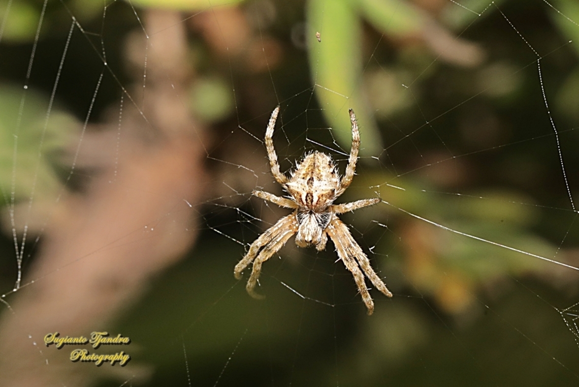 Orb-weaver spider, Backobourkia Sp., family Araneidae  Australia,Fall,Geotagged