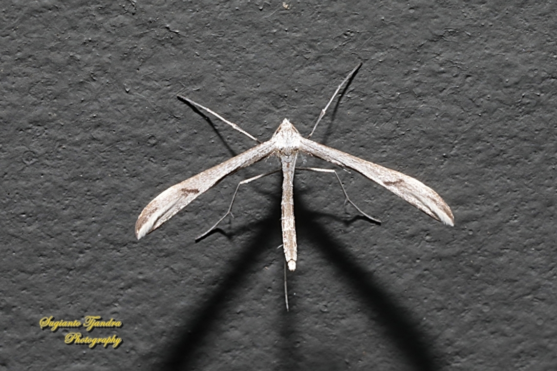 Plume Moth, Subfamily Pterophorinae, family Pterophoridae  Australia,Fall,Geotagged