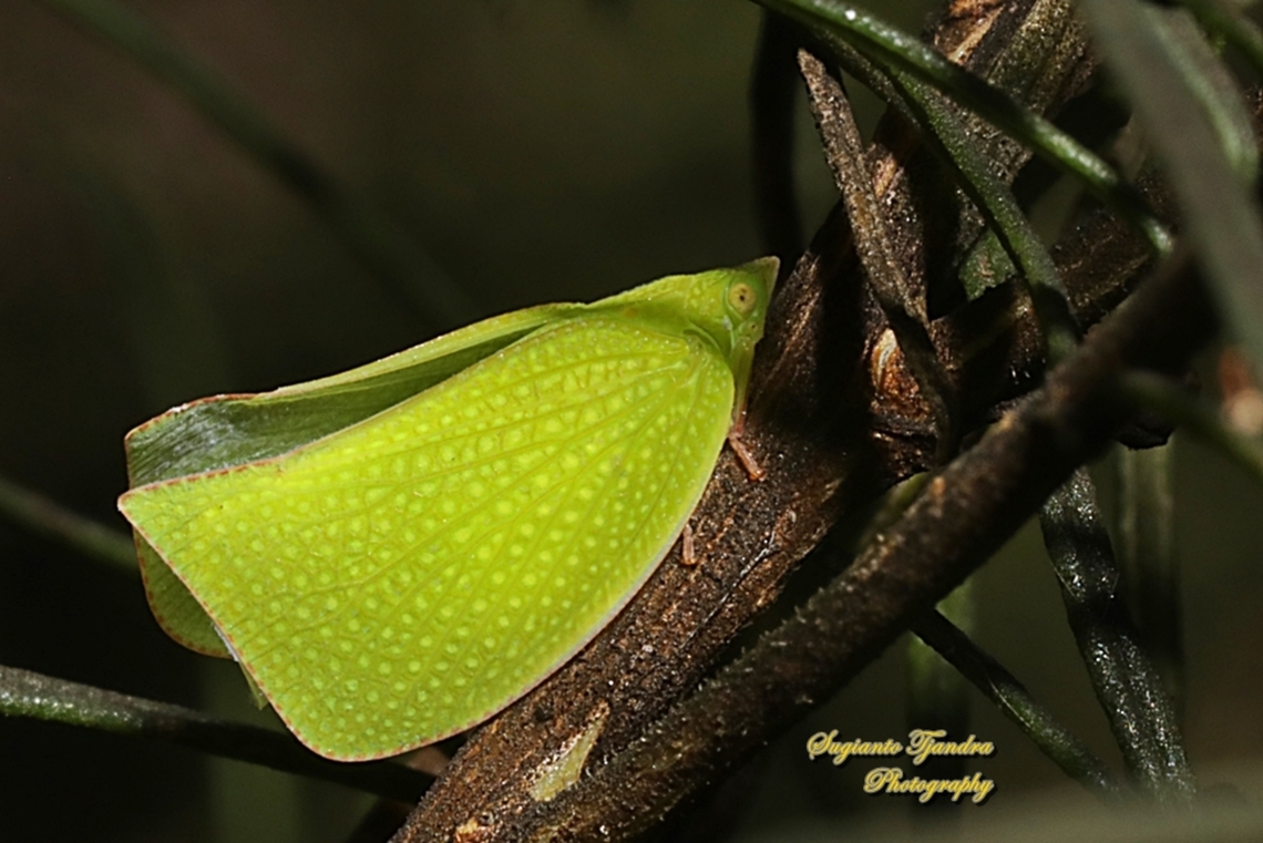 Green Mottled Planthopper, Siphanta hebes, family Flatidae  Australia,Fall,Geotagged,Green Mottle Planthopper,Siphanta hebes