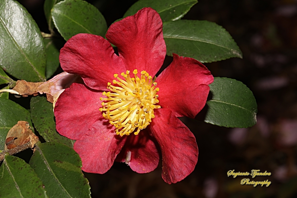 Red Camellia  Australia,Fall,Geotagged