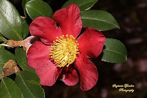 Red Camellia  Australia,Fall,Geotagged