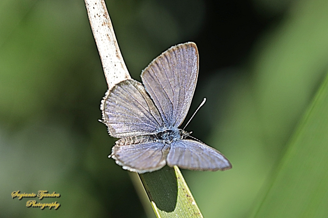 Zebra Blue, Leptotes plinius, family Lycaenidae - upperside  Australia,Fall,Geotagged,Tarucus plinius,Zebra Blue