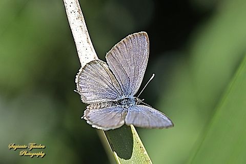 Zebra Blue, Leptotes plinius, family Lycaenidae - upperside  Australia,Fall,Geotagged,Tarucus plinius,Zebra Blue