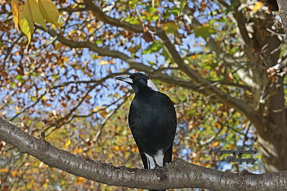 Australian Magpie, Gymnorhina tibicen  Australia,Australian magpie,Fall,Geotagged,Gymnorhina tibicen