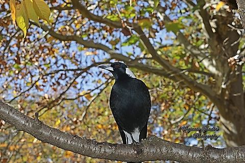 Australian Magpie, Gymnorhina tibicen  Australia,Australian magpie,Fall,Geotagged,Gymnorhina tibicen