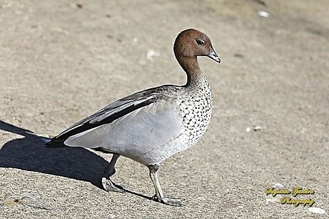 Australian Wood Duck, Chenonetta jubata  Australia,Australian Wood Duck,Chenonetta jubata,Fall,Geotagged