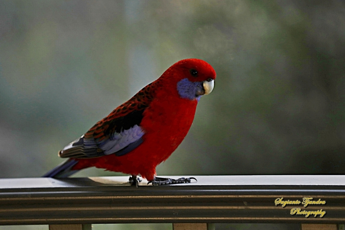 Crimson Rosella, Platycercus elegans  Australia,Crimson rosella,Fall,Geotagged,Platycercus elegans