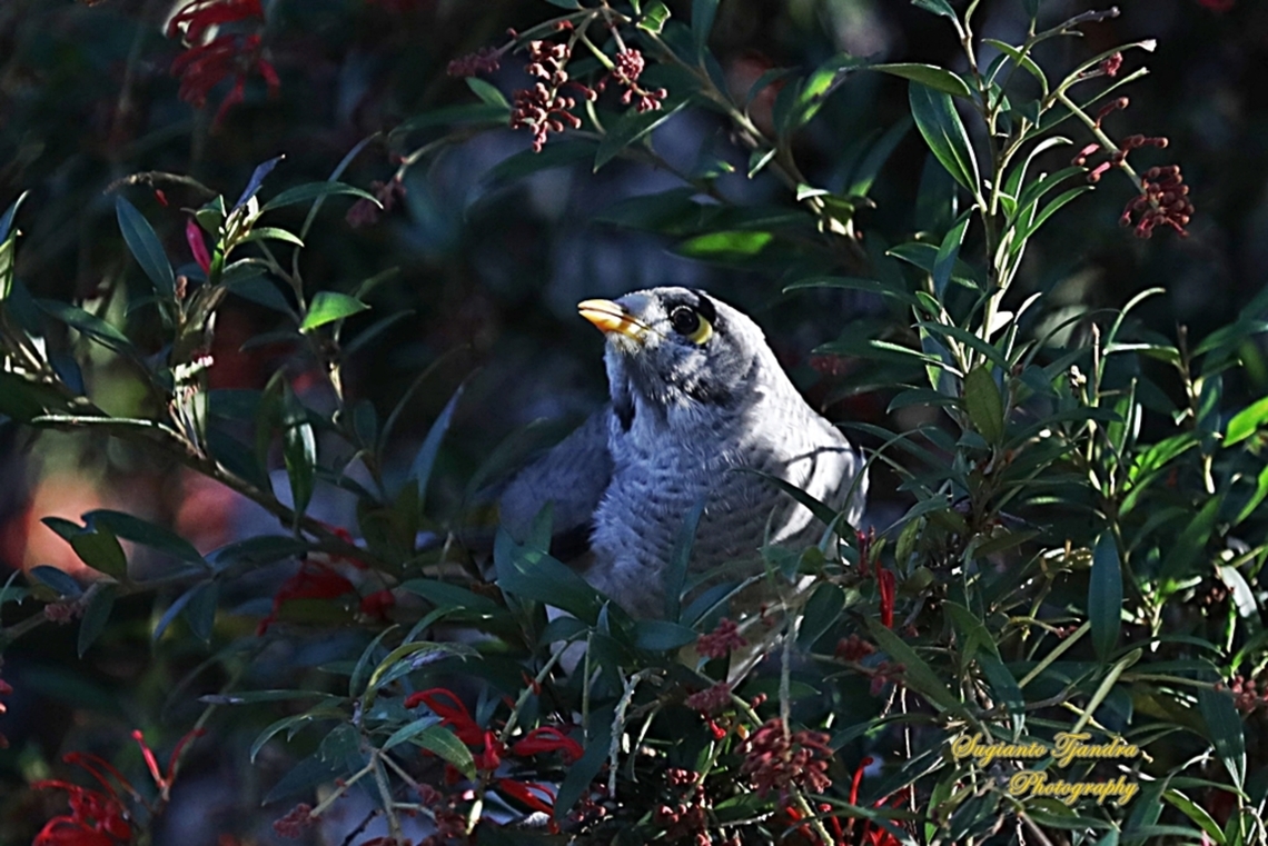 Noisy Miner, Manorina melanocephala, family Meliphagidae  Australia,Fall,Geotagged,Manorina melanocephala,Noisy miner