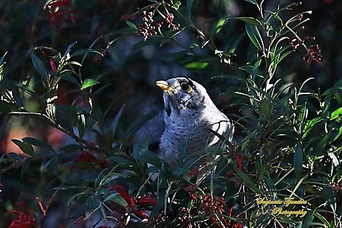 Noisy Miner, Manorina melanocephala, family Meliphagidae  Australia,Fall,Geotagged,Manorina melanocephala,Noisy miner