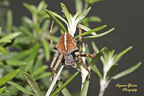 Garden orb-weaver spider, Hortophora (Previously Eriophora) transmarina- striped female, family Araneidae  Australia,Australian garden orb weaver spider,Eriophora transmarina,Fall,Geotagged