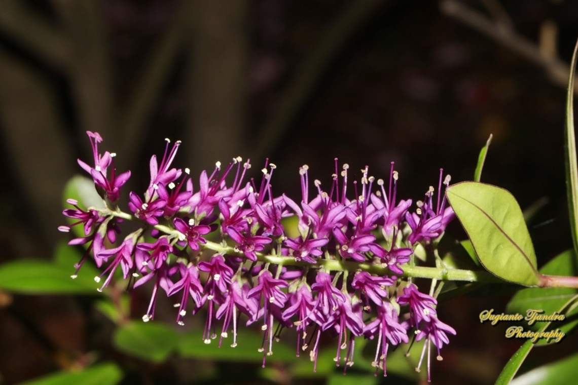 Purple Hebe flower, Verinica speciosa  Australia,Fall,Geotagged,Hebe speciosa