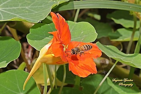 Western Honey bee, Apis mellifera "looking for nectar on the Garden Nasturtium flower, Tropaeolum majus"  Apis mellifera,Australia,Fall,Geotagged,Western honey bee