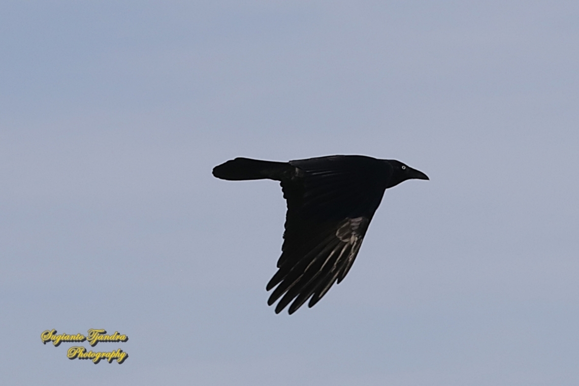 Australian Raven, Corvus coconoides "inflight"  Australia,Australian raven,Corvus coronoides,Fall,Geotagged