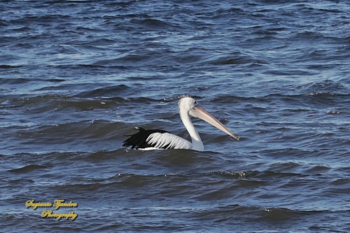 Australian Pelicans, Pelecanus conspicillatus, family Pelecanidae  Australia,Australian Pelican,Fall,Geotagged,Pelecanus conspicillatus