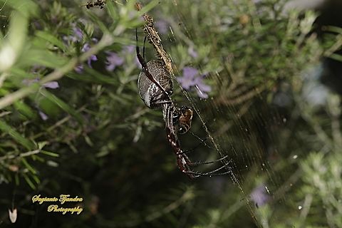 Australian Golden Orbweaver, Trichonephila edulis, family Araneidae w/prey  Australia,Fall,Geotagged,Trichonephila edulis