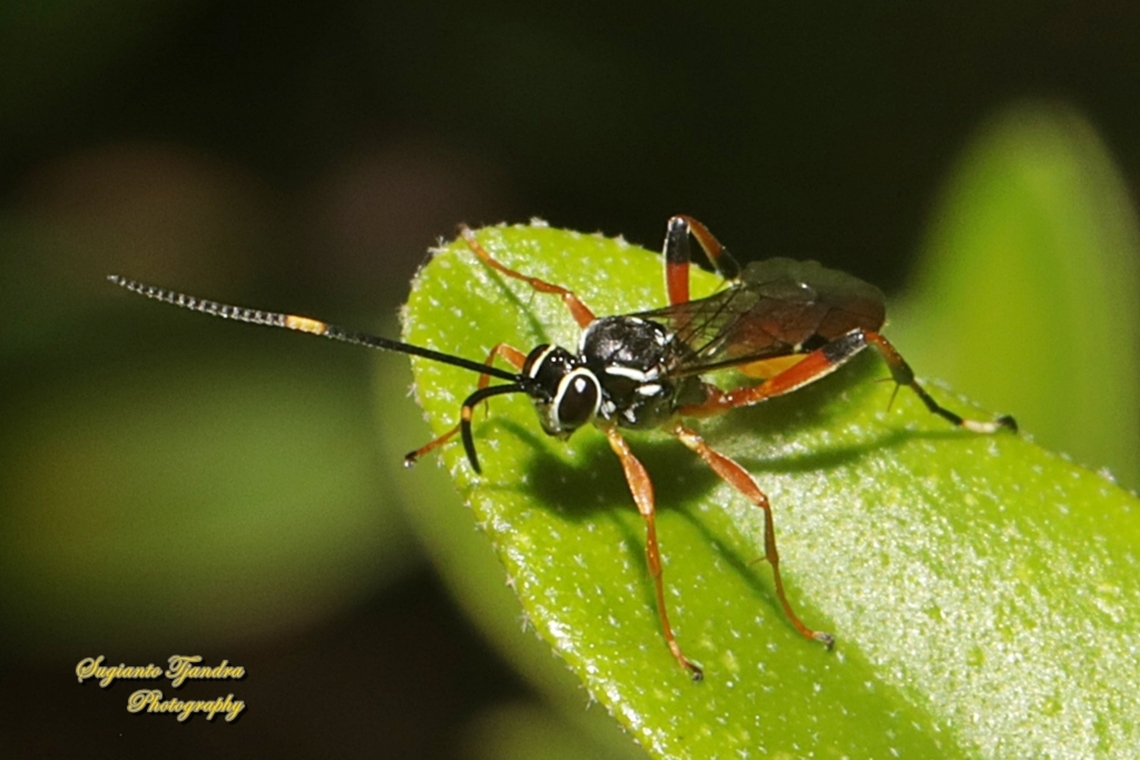 Ichneumon Wasp, Xanthocryptus Sp, , family Ichneumonidae  Australia,Fall,Geotagged